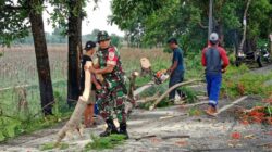 Babinsa dan BPBD Gerak Cepat Atasi Pohon Tumbang