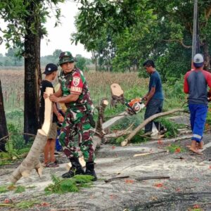 Babinsa dan BPBD Gerak Cepat Atasi Pohon Tumbang