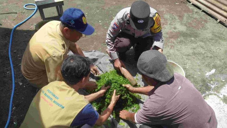 Inovasi Lokal: Pestisida Nabati Ala Gapoktan Tumpang Sari