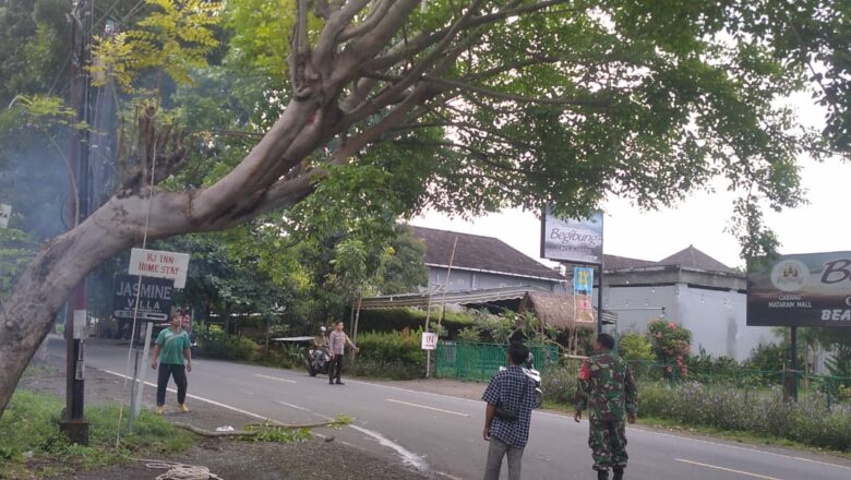 Antisipasi Pohon Tumbang, Polsek Batulayar Gerak Cepat Lindungi Pengguna Jalan