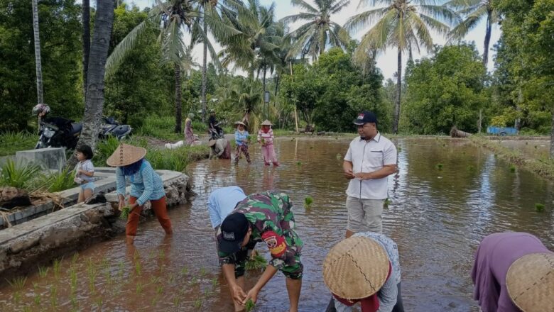 Kolaborasi Babinsa dan PPL Dorong Ketahanan Pangan Nasional