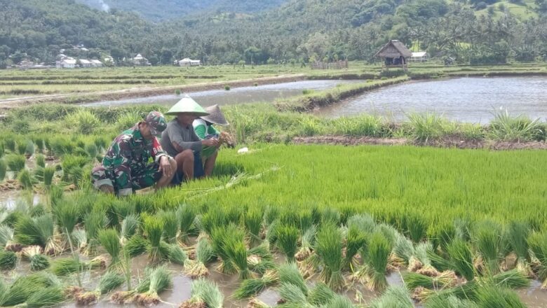 Sinergi Babinsa dan Petani Wujudkan Ketahanan Pangan Nasional 