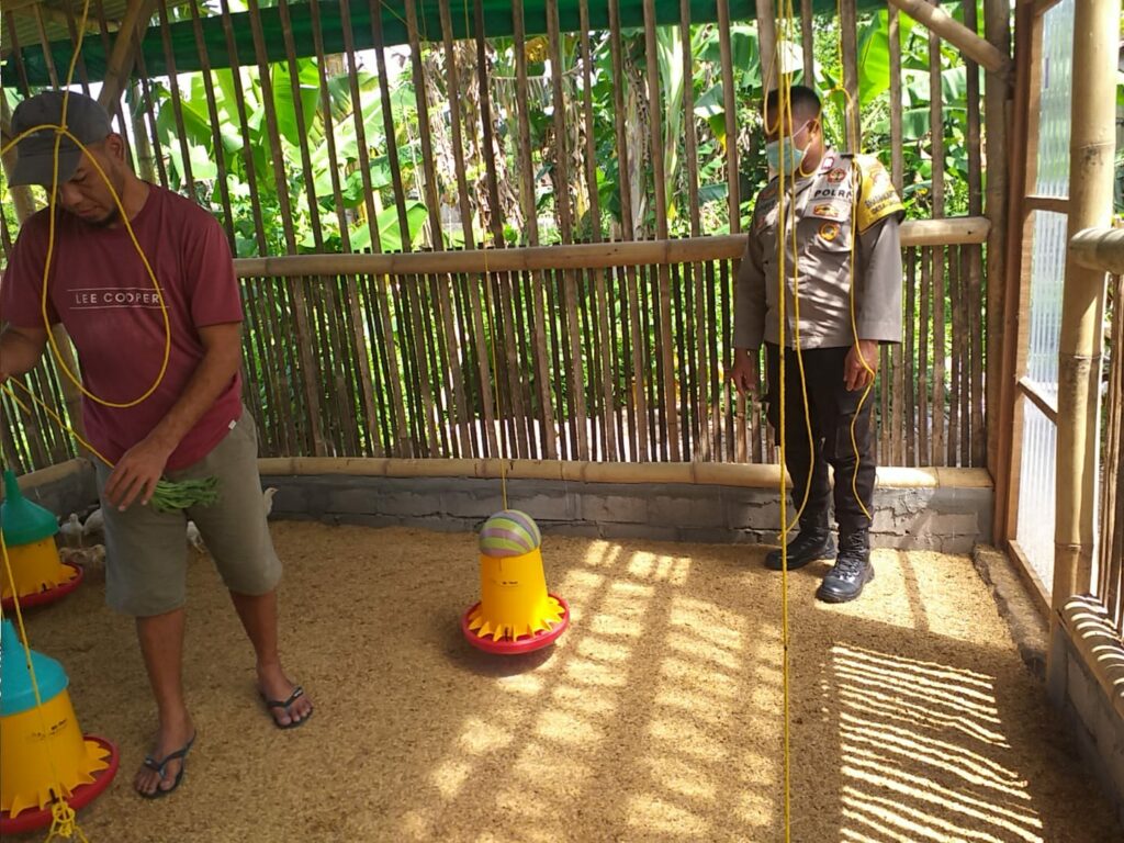 Bhabinkamtibmas Dukung Peternak Ayam di Lombok Barat, Ketahanan Pangan Makin Kuat!