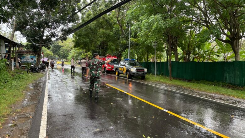 Pohon Tumbang di Senggigi Berhasil Diatasi Berkat Gotong Royong