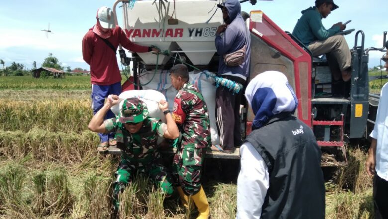 Dandim 1606/Mataram Pantau Stok Beras dan Serapan Gabah Petani 