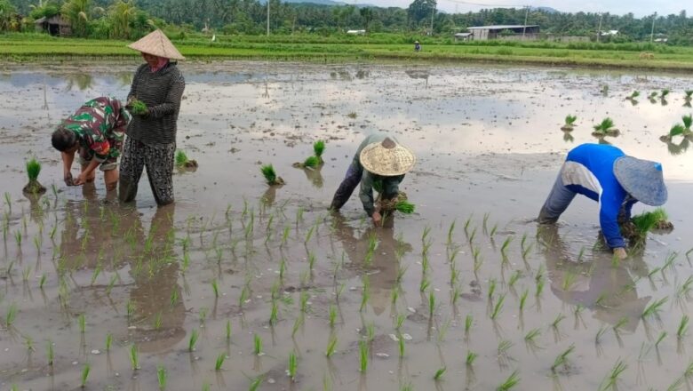 Babinsa Sokong Turun ke Sawah, Bantu Petani Tanam Padi