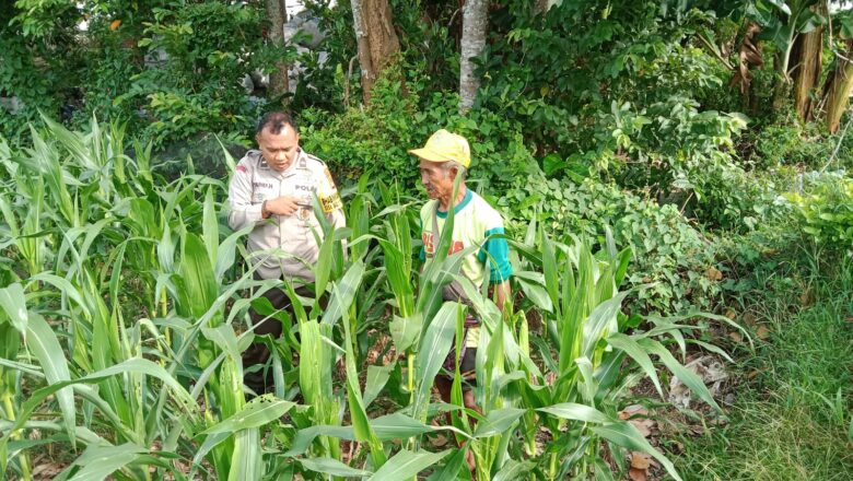 Bhabinkamtibmas Bagik Polak Barat: Motivasi Petani, Wujudkan Swasembada Pangan Nasional