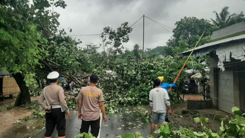 Detik-Detik Pohon Tumbang di Sekotong: Polisi-Warga Bersatu Buka Jalan Kembali