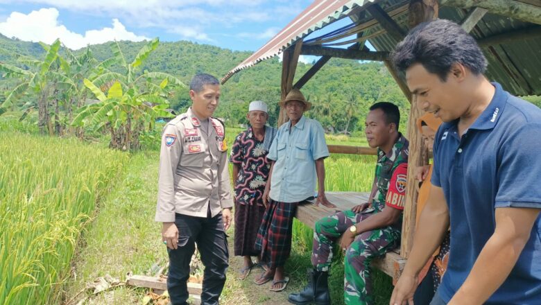 Polisi Dampingi Petani Kuripan Selatan, Swasembada Pangan Dekat!