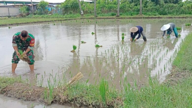 Sinergi Babinsa dan Petani Dorong Ketahanan Pangan di KLU