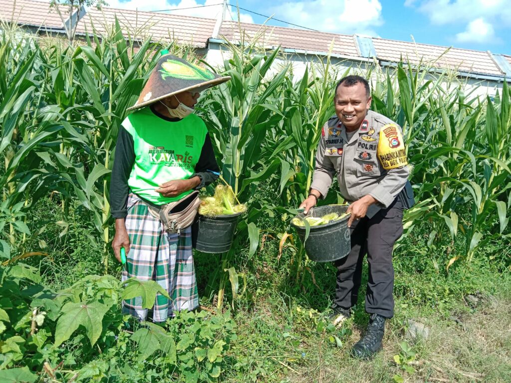 Bhabinkamtibmas Desa Bagik Polak Barat Ajak Petani Jagung Maju, Dukung Ketahanan Pangan