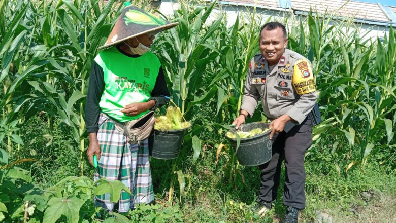 Semangat Baru! Bhabinkamtibmas Bagik Polak Barat Motivasikan Petani Jagung