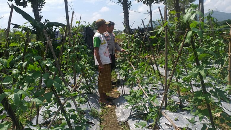 Polsek Kuripan Dukung Ketahanan Pangan, Warga Diajak Manfaatkan Lahan Kosong