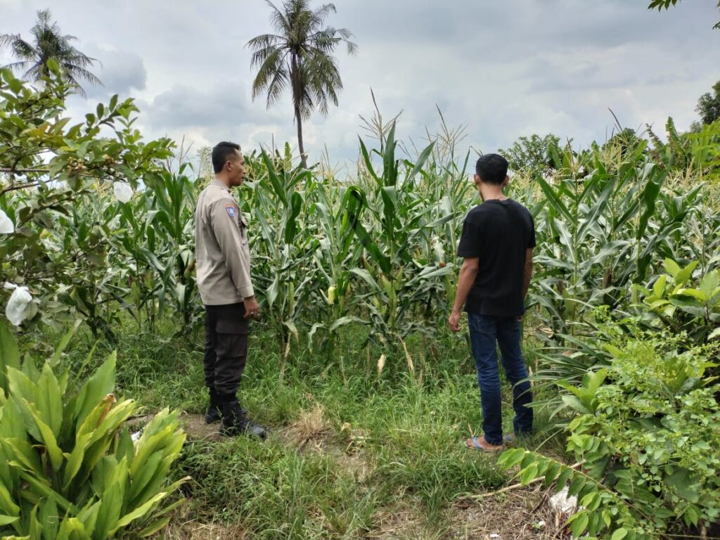 Bhabinkamtibmas Labuapi Dorong Petani, Ini yang Dilakukannya