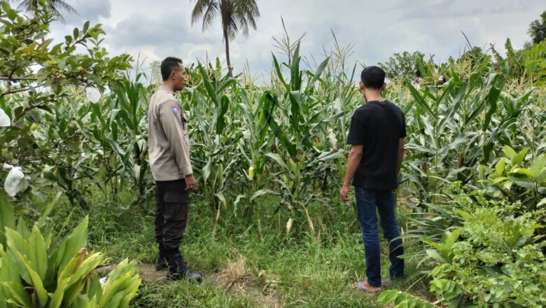Kisah Inspiratif dari Labuapi: Sinergi Polisi-Petani Ciptakan Kemandirian Pangan