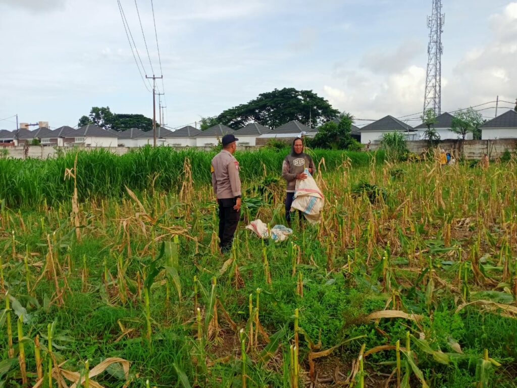 Panen Usai, Polisi Ajak Petani Tanam Lagi di Labuapi, Semangat Baru!