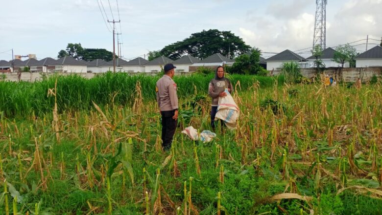 Sentuhan Polisi di Ladang Jagung: Kisah Harapan dari Lombok