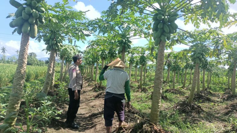 Bhabinkamtibmas Ombe Baru Ajak Warga Manfaatkan Lahan Kosong untuk Pertanian