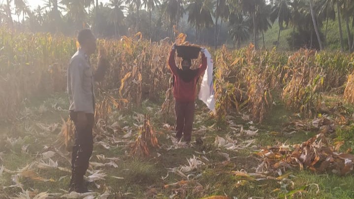 Bhabinkamtibmas Sambangi Buruh Panen Jagung di Sekotong, Apa yang Dibahas?