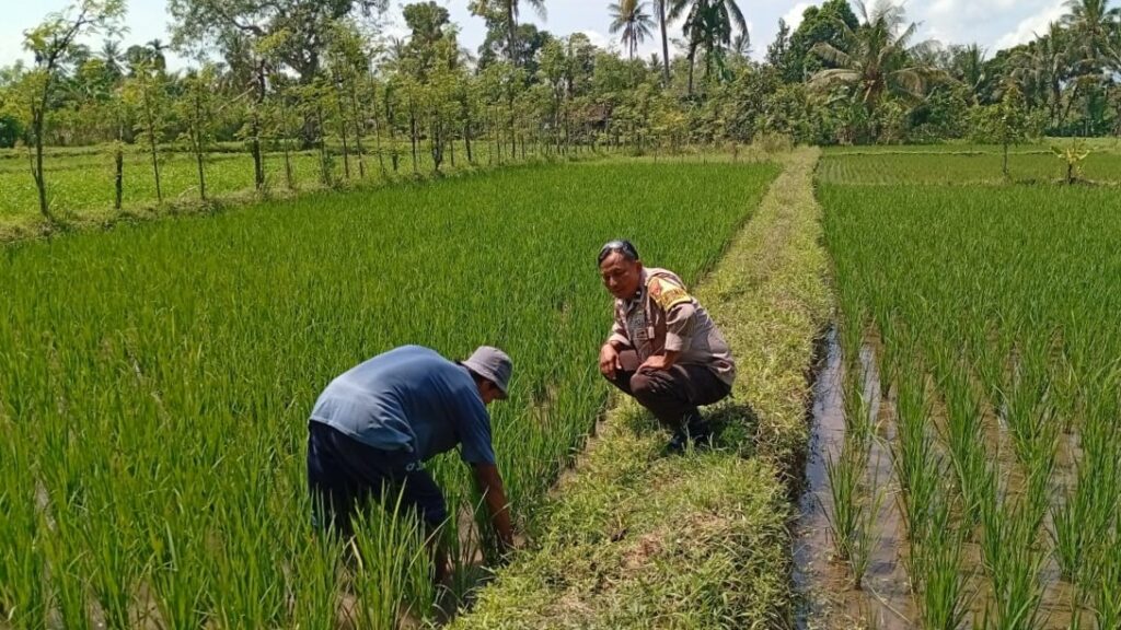 Lombok Barat, NTB – Kepolisian Resor (Polres) Lombok Barat menunjukkan komitmen kuat dalam mendukung program ketahanan pangan nasional. Hal ini dibuktikan dengan kegiatan aktif yang dilakukan oleh jajaran Bhabinkamtibmas di wilayah hukumnya, seperti yang terlihat di Desa Merembu, Kecamatan Labuapi. Pada hari Senin, 17 Maret 2025, Bhabinkamtibmas Desa Merembu, Aipda Sudarman, melaksanakan kunjungan ke warga masyarakat di Dusun Tangkeban. Kegiatan yang berlangsung sejak pukul 09.00 WITA ini bertujuan untuk mendorong masyarakat agar terus meningkatkan upaya dalam mewujudkan ketahanan pangan di tingkat rumah tangga dan desa. Kapolsek Labuapi, Polres Lombok Barat, Polda NTB, Ipda I Nyoman Rudi Santosa, menegaskan bahwa pihaknya sangat mendukung program pemerintah terkait swasembada pangan. Beliau menyampaikan apresiasi atas inisiatif Bhabinkamtibmas yang terjun langsung ke masyarakat untuk memberikan motivasi dan pendampingan. Dukungan Polri untuk Swasembada Pangan Nasional “Kami dari Polsek Labuapi sangat mendukung program ketahanan pangan yang dicanangkan oleh pemerintah,” ujar Ipda I Nyoman Rudi Santosa dalam keterangannya. “Kegiatan yang dilakukan oleh Bhabinkamtibmas Aipda Sudarman di Desa Merembu ini adalah salah satu wujud nyata dari dukungan tersebut. Kami berharap, dengan adanya dorongan ini, masyarakat semakin termotivasi untuk mengembangkan potensi di berbagai sektor.” Lebih lanjut, Kapolsek menjelaskan bahwa program ketahanan pangan ini mencakup berbagai bidang, mulai dari pertanian, peternakan, perikanan, hingga perkebunan. Pihaknya berharap, dengan diversifikasi usaha ini, masyarakat Desa Merembu dapat lebih mandiri dalam memenuhi kebutuhan pangan sehari-hari, sekaligus berkontribusi pada program swasembada pangan nasional. Bhabinkamtibmas Aktif Dorong Potensi Lokal Aipda Sudarman sendiri dalam kunjungannya berinteraksi langsung dengan para petani, peternak, dan warga lainnya. Ia memberikan semangat dan informasi terkait berbagai teknik dan inovasi yang dapat diterapkan untuk meningkatkan hasil produksi. Selain itu, ia juga menyampaikan pentingnya menjaga keamanan dan ketertiban di lingkungan desa agar program ketahanan pangan dapat berjalan dengan lancar. “Kami terus berupaya untuk hadir di tengah masyarakat, tidak hanya dalam menjaga keamanan tetapi juga dalam mendukung program-program positif seperti ketahanan pangan ini,” kata Aipda Sudarman. “Kami melihat potensi yang besar di Desa Merembu ini, dan kami yakin dengan kerja keras dan dukungan bersama, masyarakat dapat mencapai kemandirian pangan yang lebih baik.” Kondisi Desa Merembu Terpantau Aman dan Kondusif Dalam kesempatan yang sama, Kapolsek Labuapi juga menyampaikan kabar baik terkait kondisi keamanan di Desa Merembu. Beliau memastikan bahwa hingga saat ini, wilayah binaan Aipda Sudarman tersebut terpantau aman dan kondusif. Hal ini tentu menjadi modal penting dalam pelaksanaan berbagai program pembangunan, termasuk program ketahanan pangan. “Kami bersyukur bahwa situasi keamanan di Desa Merembu tetap terjaga dengan baik,” ungkap Ipda I Nyoman Rudi Santosa. “Ini adalah hasil dari sinergi antara pihak kepolisian, perangkat desa, dan seluruh elemen masyarakat. Kami akan terus berupaya untuk mempertahankan kondisi yang kondusif ini agar masyarakat dapat beraktivitas dengan tenang dan fokus dalam meningkatkan kesejahteraannya.” Kegiatan Bhabinkamtibmas di Desa Merembu ini merupakan contoh konkret dari peran aktif kepolisian dalam mendukung program-program pemerintah yang bertujuan untuk meningkatkan kesejahteraan masyarakat. Diharapkan, langkah ini dapat menginspirasi wilayah lain untuk melakukan hal serupa demi terwujudnya ketahanan pangan yang kuat di seluruh Indonesia. Dukungan dari berbagai pihak, termasuk kepolisian, menjadi kunci keberhasilan program strategis nasional ini.