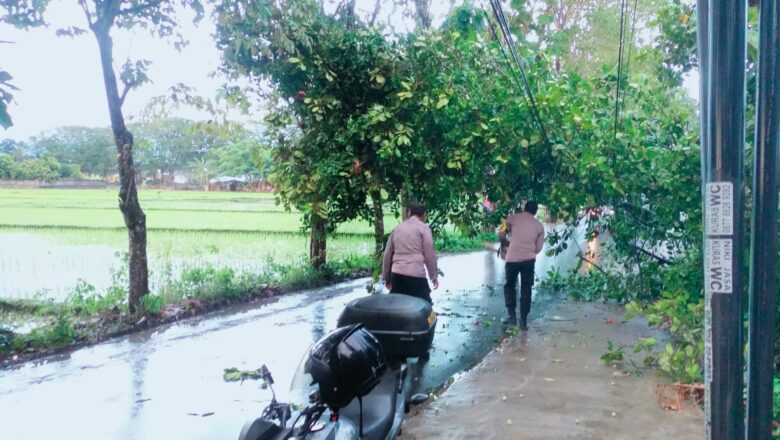 Hujan Deras & Angin Kencang, Pohon Tumbang di Lombok Barat