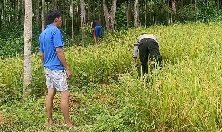 Jelang Ramadan, Polisi Kawal Panen Padi di Lombok Barat