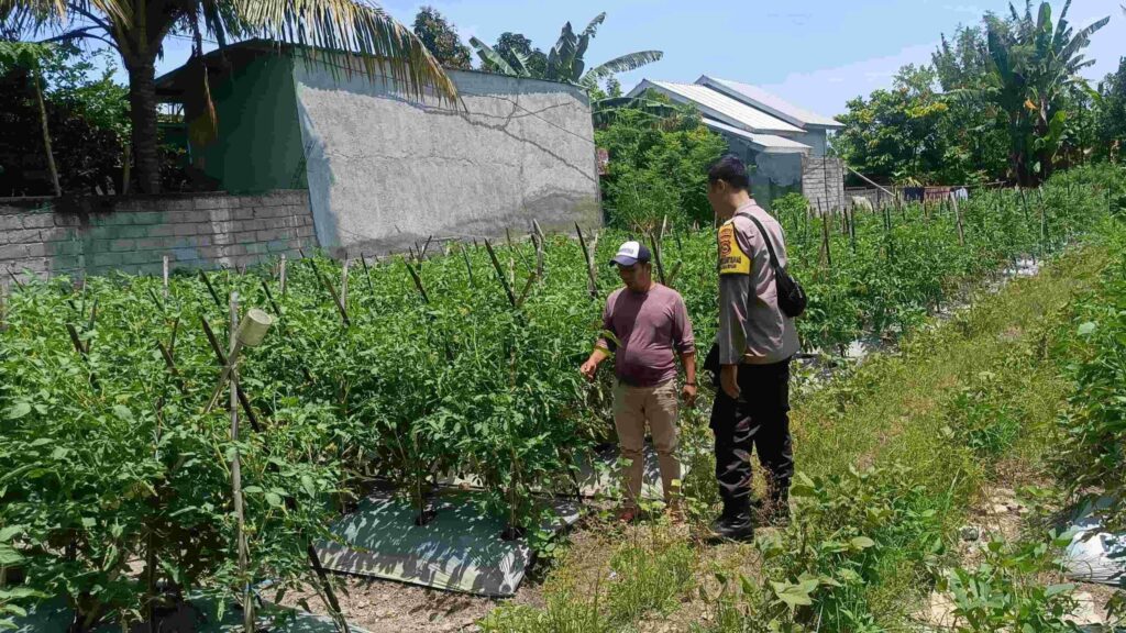 Polsek Labuapi Ajak Warga Manfaatkan Pekarangan, Hasilnya Mengesankan!