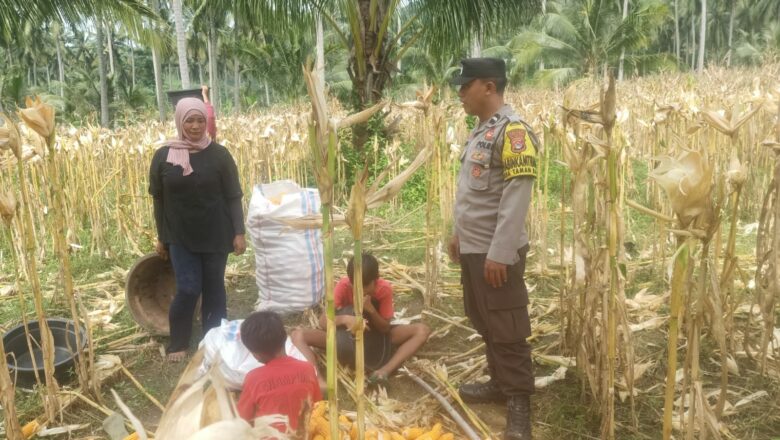 Polri Turun ke Sawah! Bhabinkamtibmas Pantau Panen Jagung di Sekotong