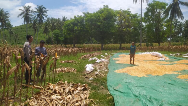 Sinergi Polri dan Petani: Panen Jagung di Sekotong Penuh Harapan