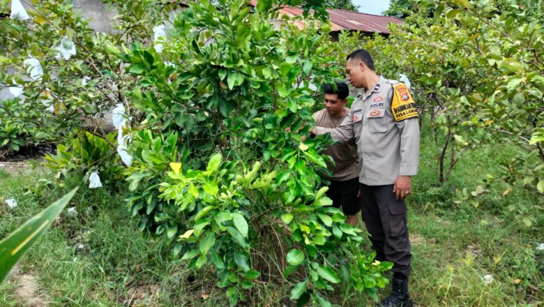 Strategi Jitu Polsek Labuapi: Petani Makmur, Kamtibmas Terjaga
