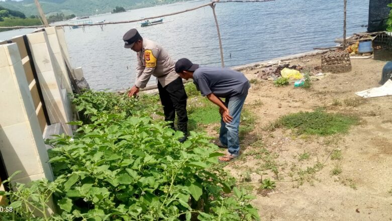 Sinergi Polri dan Warga: Kapolsek Sekotong Tinjau Pekarangan Bergizi