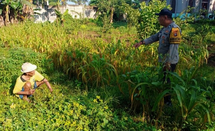 Dekat dengan Petani, Bhabinkamtibmas Karang Bongkot Bantu Perkuat Pertanian