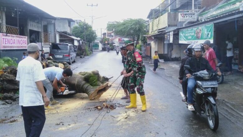 Sinergi Babinsa dan DLH Mataram Atasi Pohon Tumbang