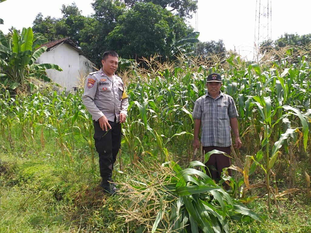 Bhabinkamtibmas Turun ke Desa, Warga Siap Tanam Jagung