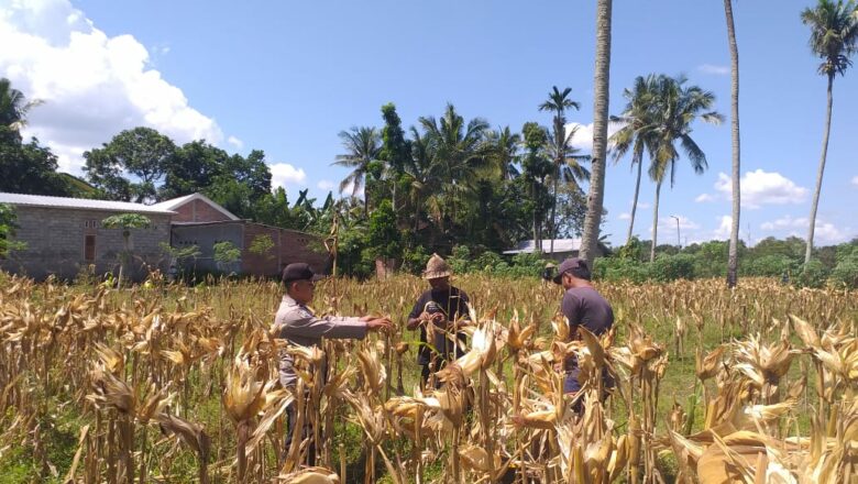 Polri Terjun Langsung dalam Panen Jagung Hibrida di Desa Kuripan Timur, Lombok Barat