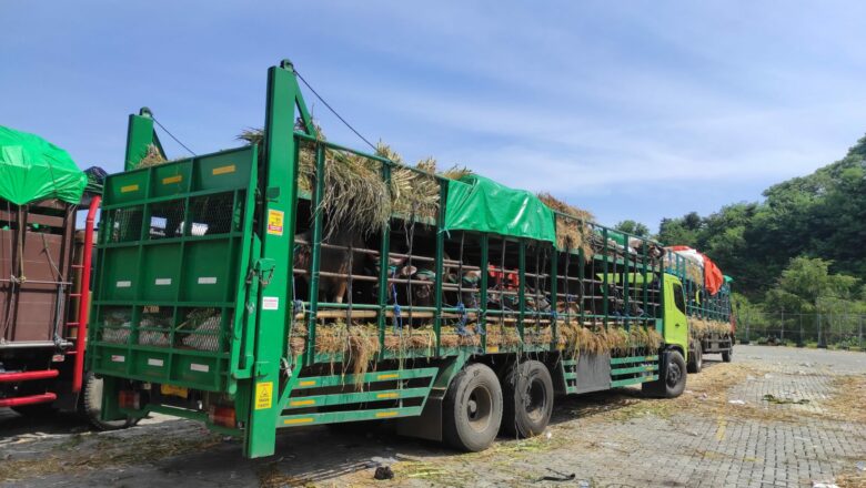 Kepedulian Polres Lombok Barat: Bantu Air Bersih Ternak Sapi di Tengah Antrean