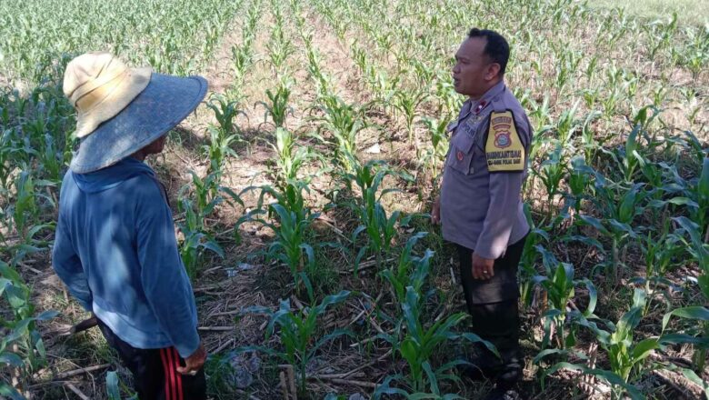 Optimalisasi Pekarangan Warga untuk Kemandirian Pangan Desa