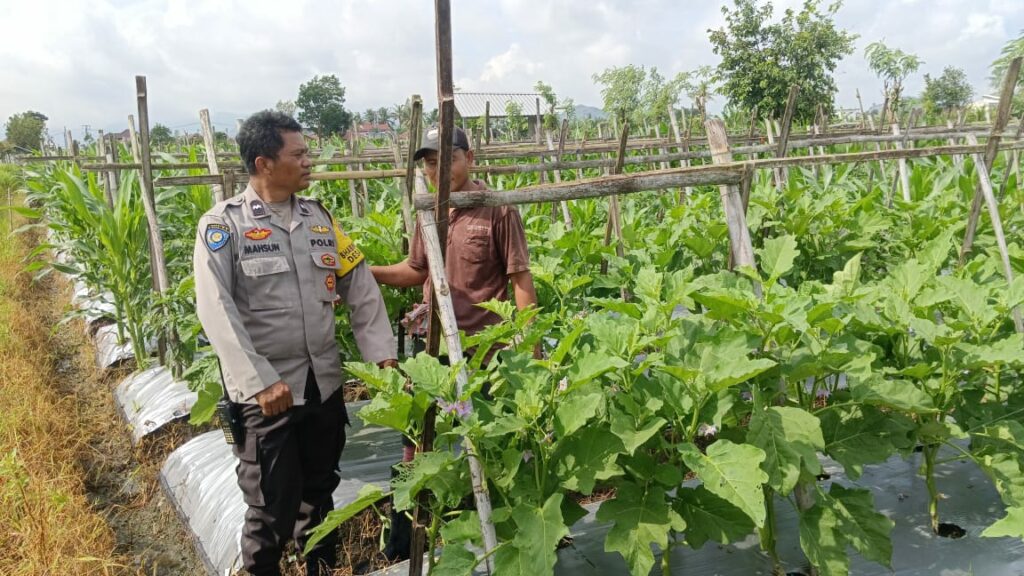Bhabinkamtibmas Beleka Aktif Dampingi Petani Wujudkan Ketahanan Pangan