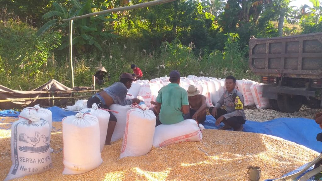 Dukungan Polri Terhadap Petani: Bhabinkamtibmas Monitoring Panen Jagung di Lombok Barat