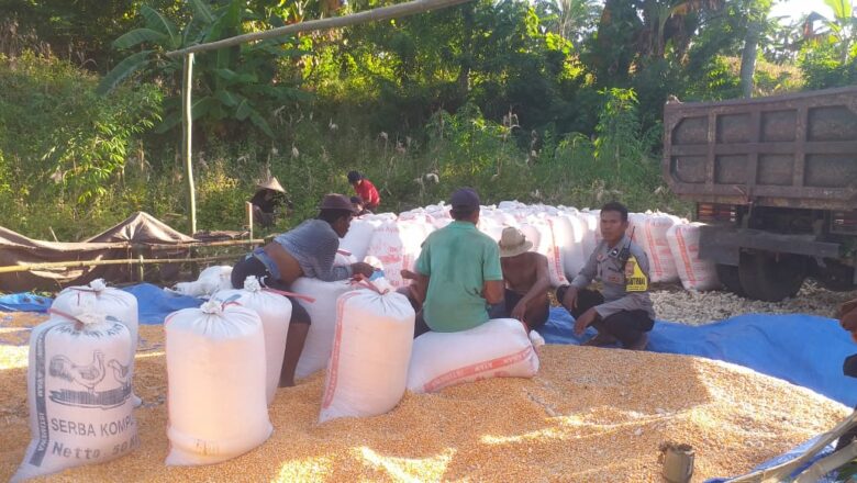 Panen Jagung Hibrida di Lombok Barat: Hasil Menguntungkan dan Peran Bhabinkamtibmas