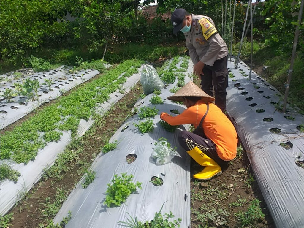 Bhabinkamtibmas Desa Jagaraga Ajarkan Warga Pemanfaatan Lahan untuk Ketahanan Pangan