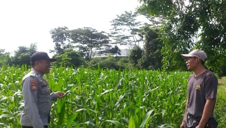 Bhabinkamtibmas dan PPL Tinjau Lahan Jagung di Lombok Barat