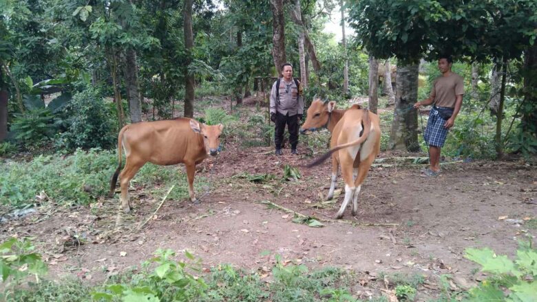 Bhabinkamtibmas Desa Batulayar Barat Dorong Pemanfaatan Pekarangan untuk Ketahanan Pangan