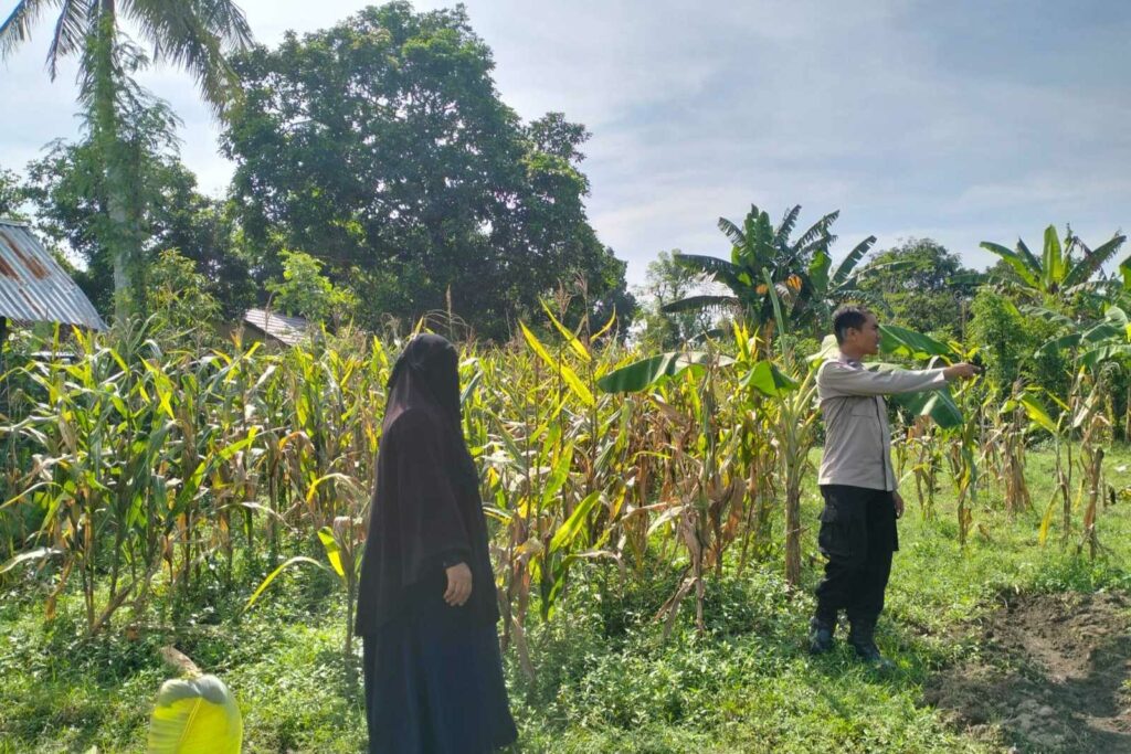 Polres Lombok Barat Dorong Produktivitas Jagung Lewat Pendampingan Petani
