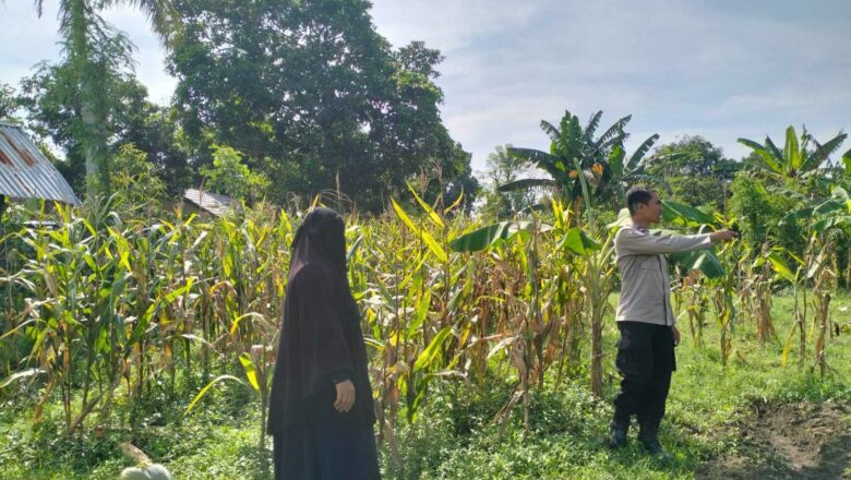 Sinergi Polri-Petani Tingkatkan Kemandirian Pangan di Desa Lelede