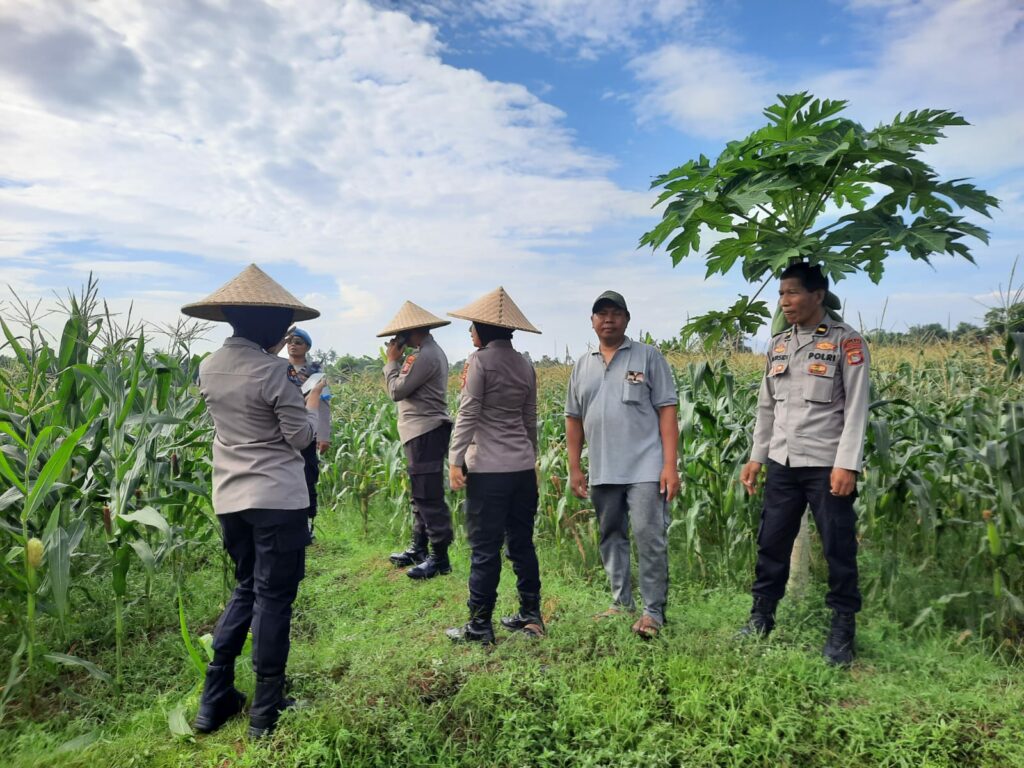 Polisi dan Petani Bersinergi: Kawal Panen Jagung Lombok Barat