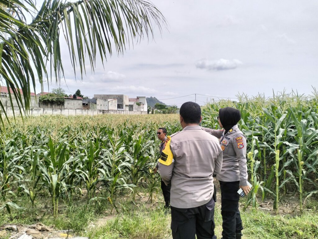 Polres Lombok Barat Tinjau Lokasi Panen Raya Jagung, Persiapan Jelang 2 Juni