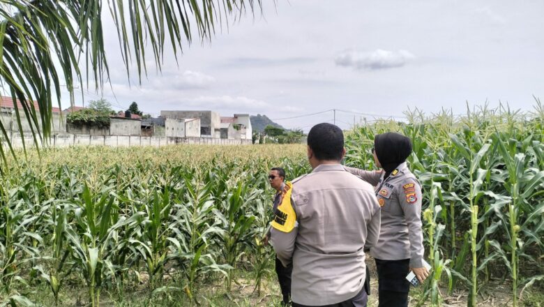 Dukung Ketahanan Pangan, Polisi Cek Langsung Lahan Jagung di Labuapi
