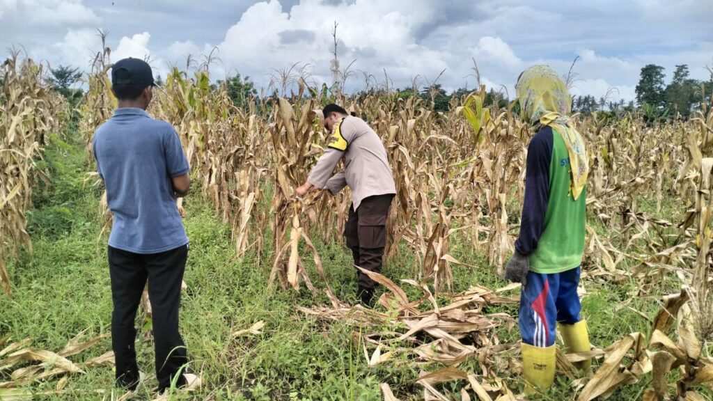 Polri Terjun ke Sawah: Dukungan Nyata untuk Petani Jagung Lombok Barat