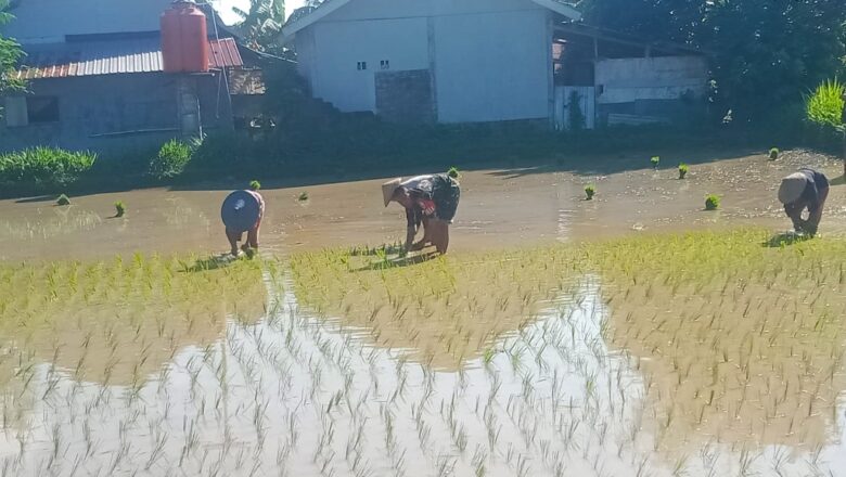 Babinsa Tanjung Dampingi Petani Tanam Padi Musim Kedua